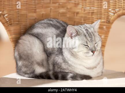 Britisch Kurzhaar. Erwachsene Katze, die in einem Korbstuhl doziert. Deutschland Stockfoto