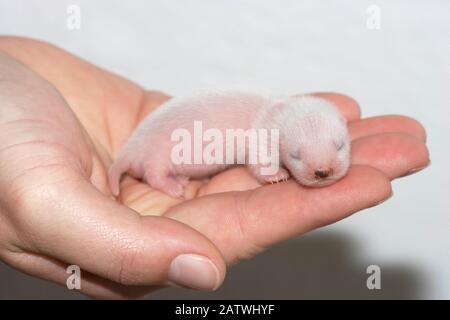 Frettchen (Mustela putorius furo). Baby (1 Woche alt) auf der Hand. Deutschland Stockfoto