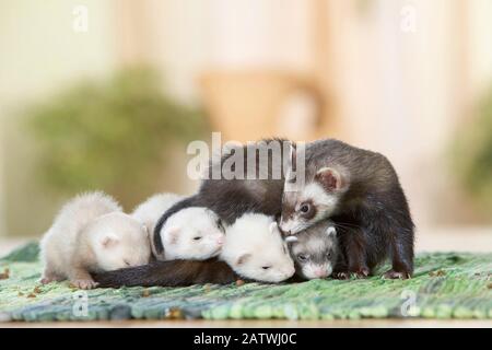 Frettchen (Mustela putorius furo). Mutter mit jungen Kindern auf einem Teppich. Deutschland Stockfoto