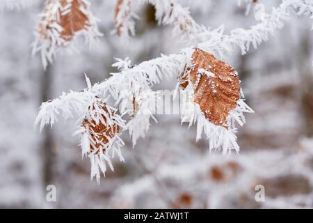 Gemeine Buche (Fagus sylvatica). Blätter, die mit horägem Frost bedeckt sind. Deutschland Stockfoto