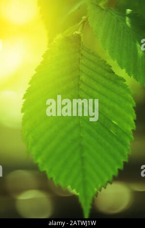 Sonnige Blätter der Hasel. Lichtdurchlässige gelbgrüne Haselblätter vor dem Hintergrund eines unscharfen Waldes. Vorlage für das Design. Kopierbereich. Stockfoto