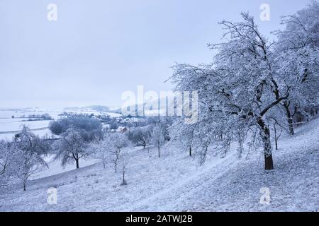 Apfelbäume auf der Wiese im Winter. Bayern, Deutschland .. Stockfoto
