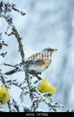 Feldtarif (Turdus pilaris). Ein einziger Vogel thront auf einer Perücke und isst einen apfel. Großbritannien. Nur im deutschsprachigen Raum erhältlich Stockfoto