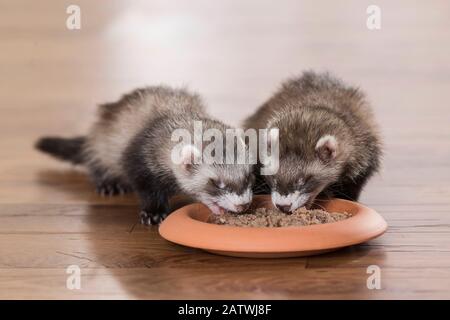 essen Frettchen Stockfotografie - Alamy