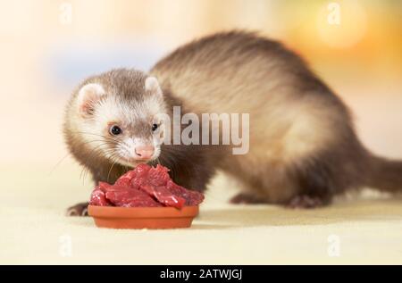 Frettchen (Mustela putorius furo), die rohes Fleisch essen. Deutschland . Stockfoto