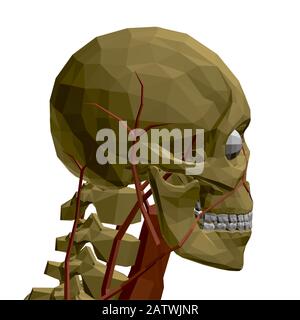 Menschlicher Schädel mit Blutgefäßen und inneren Organen. Polygonales Modell des menschlichen Skeletts. 3D. Seitenansicht. Vektorgrafiken. Stock Vektor