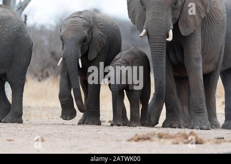 Elefantenherde in der Wildnis Afrikas Stockfoto