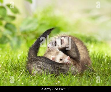 Frettchen (Mustela putorius furo). Mutter und Junge auf einer Wiese. Deutschland em. Stockfoto