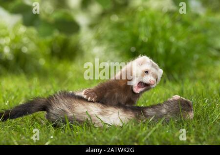 Frettchen (Mustela putorius furo). Mutter und Junge auf einer Wiese. Deutschland em. Stockfoto