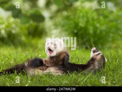 Frettchen (Mustela putorius furo). Mutter und Junge auf einer Wiese. Deutschland em. Stockfoto