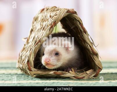 Frettchen (Mustela putorius furo). Jung (6 Wochen alt) in einem geflochtenen Schutzraum. Deutschland . Stockfoto