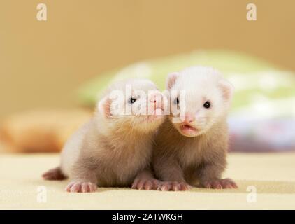 Frettchen (Mustela putorius furo). Zwei junge (5 Wochen alt) stehen auf einem Teppich. Deutschland Stockfoto