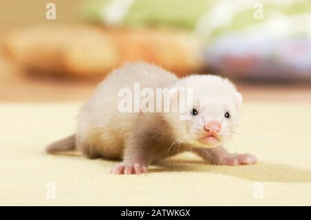 Frettchen (Mustela putorius furo). Jung (5 Wochen alt) auf einem Teppich, Deutschland Stockfoto