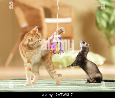 Tierfreundschaften: Frettchen und Erwachsene Hauskatze palieren mit einem Federspielzeug. Deutschland Stockfoto