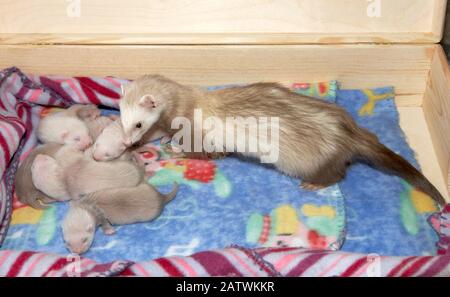 Frettchen (Mustela putorius furo). Mutter mit jung (3 Wochen alt) in Whelpbox. Deutschland Stockfoto