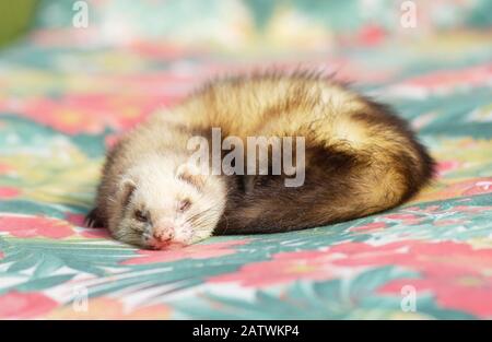 Frettchen (Mustela putorius furo) schläft auf einer Decke. Deutschland Stockfoto