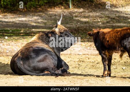 Heckrinder, Bos primigenius Taurus oder auerochsen im Zoo Stockfoto