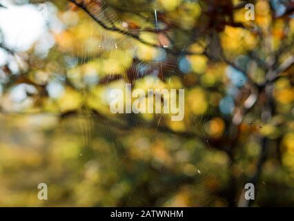Spinnennetz im Wald Stockfoto
