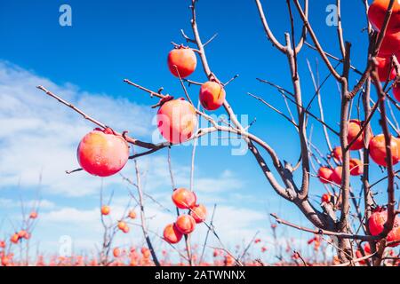 Kakis am Zweig eines Baumes, orange in der Sonne, hängt vom Zweig eines Baumes. Stockfoto