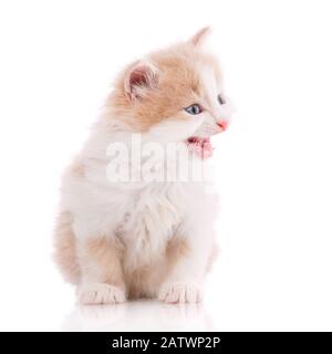 Ein wahrer Freund. Katze ist auf weißem isoliert Stockfoto