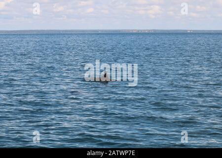 Gruppe von Delfinen, die im Meer schwimmen Stockfoto