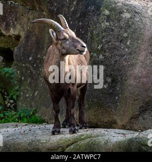 Steinböcke oder capra Ibex auf einem Felsen Stockfoto