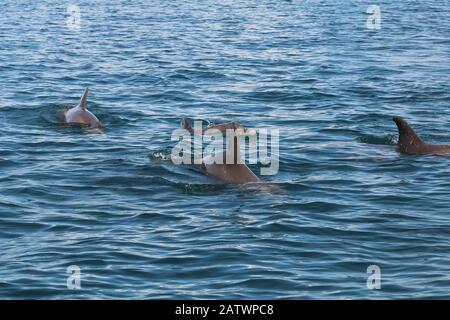 Gruppe von Delfinen, die im Meer schwimmen Stockfoto