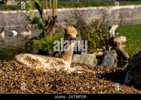 Vicunas, Vicugna Vicugna, Angehörigen der Llama Stockfoto