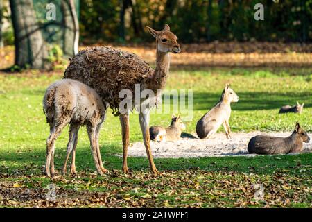 Vicunas, Vicugna Vicugna, Angehörigen der Llama Stockfoto