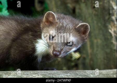 Stone Marten oder Beech Marten, Martes foina, Porträt Der Erwachsenen, Normandie Stockfoto