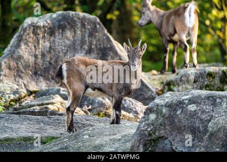 Steinböcke oder capra Ibex auf einem Felsen Stockfoto