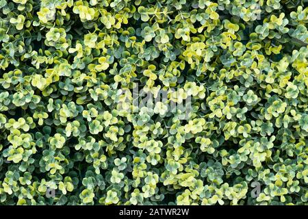 Hintergrundtextur des grünen Blatts. Horizontale Szene Stockfoto