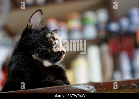 Porträt einer niedlichen Katze Stockfoto