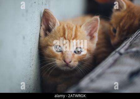 Kleine orangefarbene blauäugige Katze Stockfoto