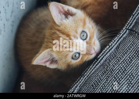 Kleine orangefarbene blauäugige Katze Stockfoto