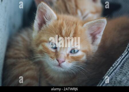 Kleine orangefarbene blauäugige Katze Stockfoto