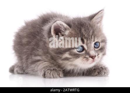 Graue Kätzchen ruhen auf weißem Grund. Stockfoto
