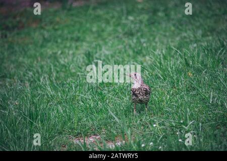 Kleiner Vogel auf dem Gras Stockfoto