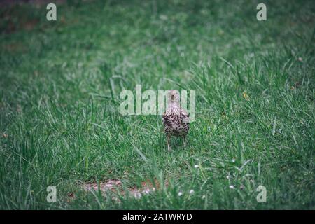 Kleiner Vogel auf dem Gras Stockfoto