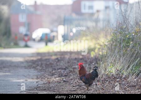 Eine Kakerlake in der Nähe einer Wohnanlage in Diss, Norfolk, nachdem die Anwohner öffentliche Informationsmitteilungen niederrissen, die davor warnen, die in der Gegend wild lebenden Hühner zu füttern. Stockfoto