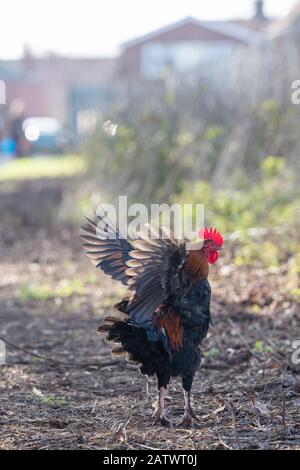 Eine Kakerlake in der Nähe einer Wohnanlage in Diss, Norfolk, nachdem die Anwohner öffentliche Informationsmitteilungen niederrissen, die davor warnen, die in der Gegend wild lebenden Hühner zu füttern. Stockfoto