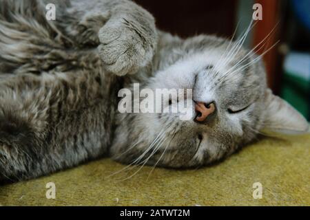 Graue Katze schläft Stockfoto