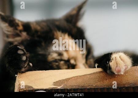 Nahaufnahme einer Katzenkaw Stockfoto