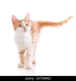 Rote kleine Katze auf der isolierten auf Weiß Stockfoto