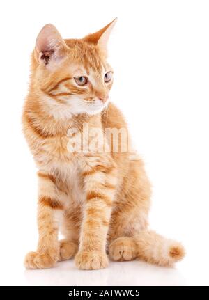 Locesup orangefarbene Katze, die wegschaut. Isoliert auf Weiß Stockfoto