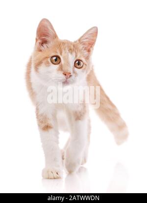 Rote Katze, zu Fuß in Richtung Kamera. Isoliert Stockfoto