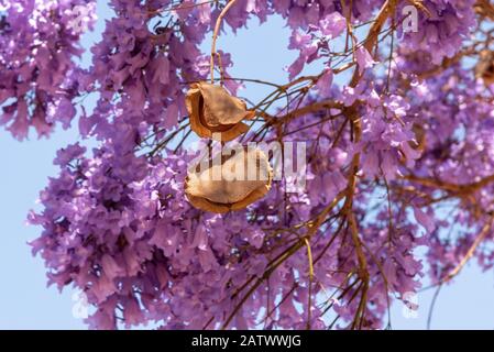 Durbanville, Kapstadt, Südafrika. Dez2019. Jacaranda-Baum blüht im Sommer Stockfoto