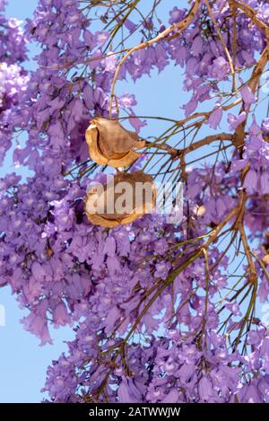 Durbanville, Kapstadt, Südafrika. Dez2019. Jacaranda-Baum blüht im Sommer Stockfoto