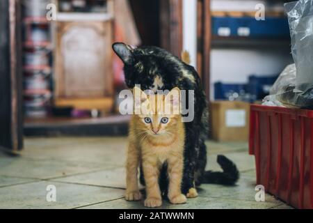 Mutterkatze säubert orangefarbene Babykätzchen Stockfoto