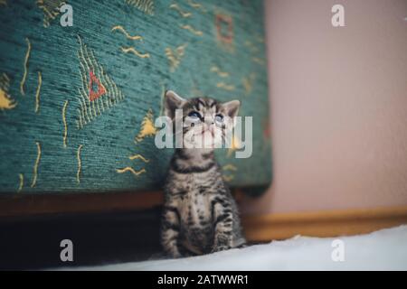 Süßes kleines schwarz-weißes Kätzchen Stockfoto